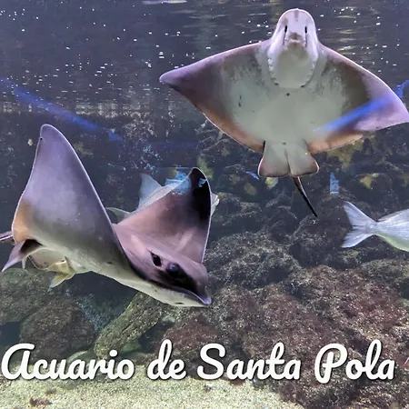 Best Holiday Santa Pola *